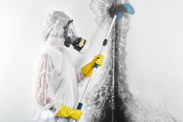 Trusted Cleveland, OH Mold Removal Experts