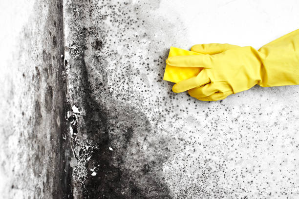 Best Industrial Mold Remediation  in Cleveland, OH