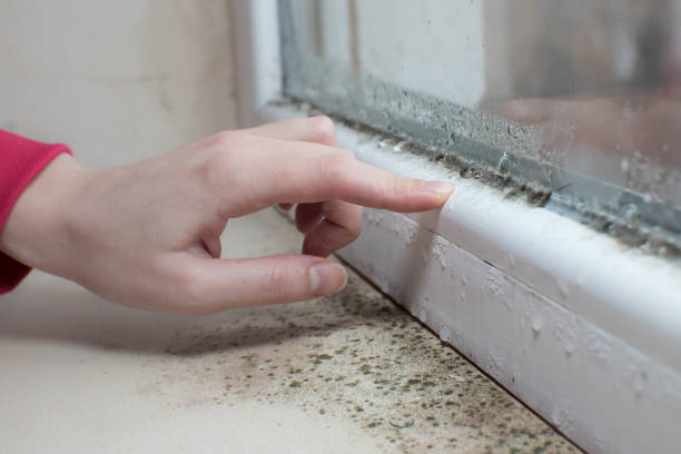 Best Water Damage & Mold Remediation  in Cleveland, OH