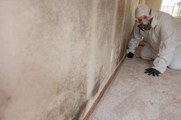 Best Mold Odor Removal Services  in Cleveland, OH